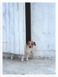 犬のしつけで困っていませんか？