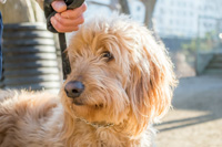 ⑤愛犬のご卒業