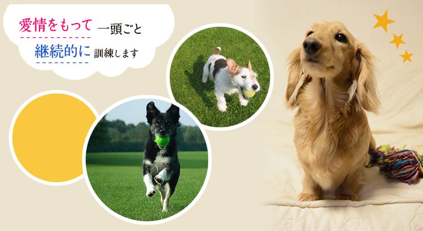 石田愛犬訓練所